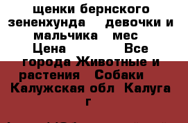 щенки бернского зененхунда. 2 девочки и 2 мальчика(2 мес.) › Цена ­ 22 000 - Все города Животные и растения » Собаки   . Калужская обл.,Калуга г.